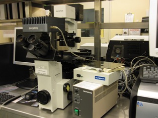 olympus microscope